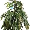 Rubberboom (Ficus Binnendijkii 'Amstel King') D 27 H 150 Cm