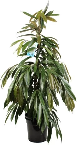 Rubberboom (Ficus Binnendijkii 'Amstel King') D 27 H 150 Cm