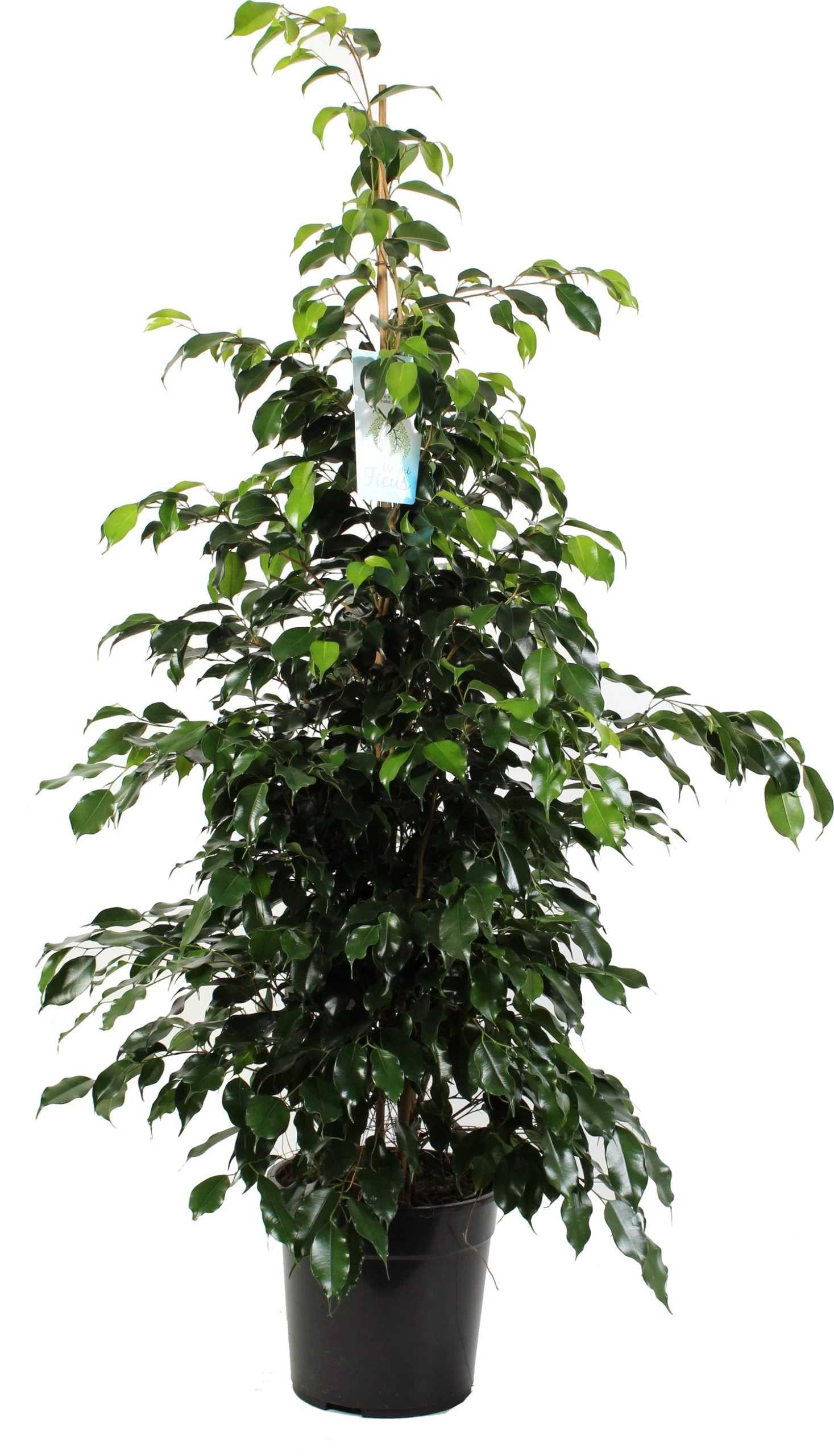 Treurvijg (Ficus Benjamina 'Danielle') D 27 H 135 Cm 1 Treurvijg (Ficus Benjamina 'Danielle') D 27 H 135 Cm