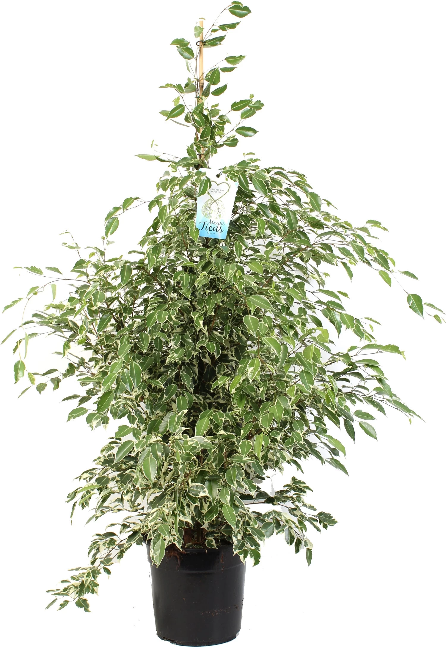 Treurvijg (Ficus Benjamina 'Profit') D 27 H 150 Cm 1 Treurvijg (Ficus Benjamina 'Profit') D 27 H 150 Cm