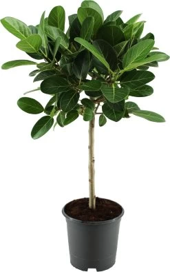 Banyanvijg Op Stam (Ficus Benghalensis 'Petite Audrey') D 21 H 90 Cm