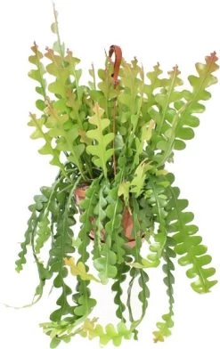 Zaagcactus In Hangpot (Epiphyllum Anguliger) D 21 H 60 Cm