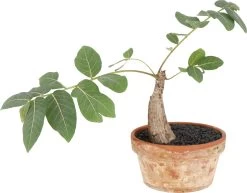 Intratuin Arrangement Phyllanthus Mirabillis D 17 H 35 Cm