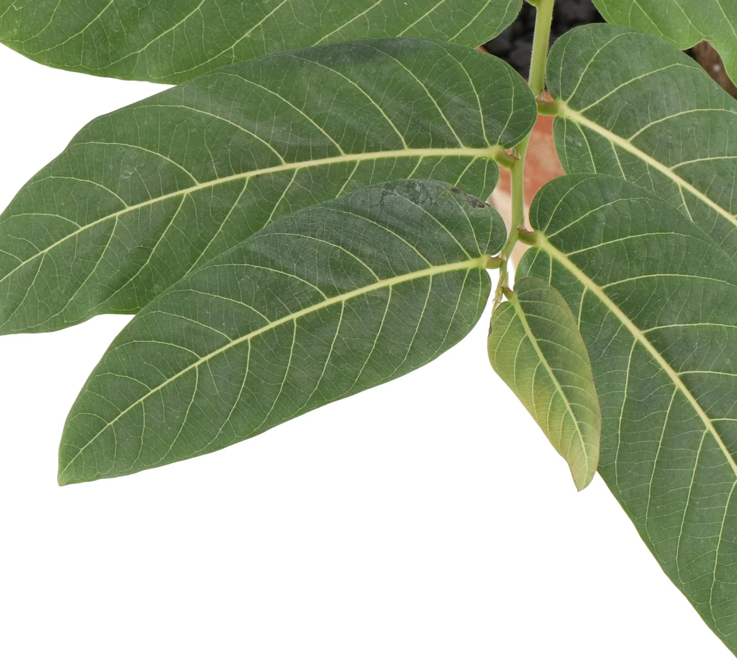 Intratuin Arrangement Phyllanthus Mirabillis D 17 H 35 Cm 2 Intratuin Arrangement Phyllanthus Mirabillis D 17 H 35 Cm - Afbeelding 2