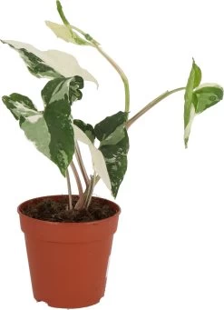 Bonte Syngonium (Syngonium 'Variegated') D 12 H 25 Cm