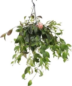 Lipstickplant (Aeschynanthus Marmoratus) D 15 H 25 Cm