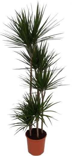 Drakenbloedboom (Dracaena Marginata 'Magenta') D 32 H 210 Cm