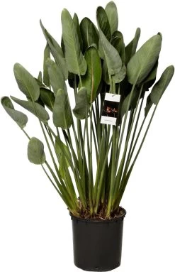 Paradijsvogelbloem (Strelitzia Reginae) D 34 H 140 Cm