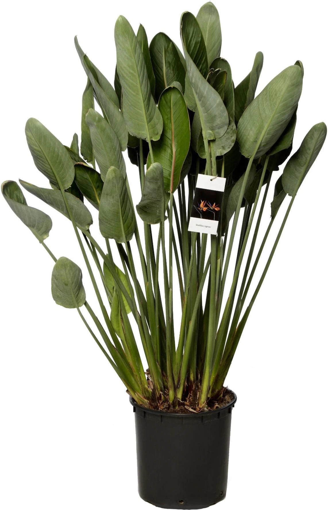 Paradijsvogelbloem (Strelitzia Reginae) D 34 H 140 Cm