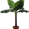 Bananenplant (Musa 'Dwarf Cavendish') D 50 H 220 Cm