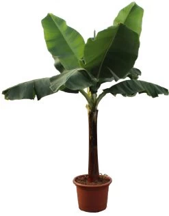 Bananenplant (Musa 'Dwarf Cavendish') D 50 H 220 Cm