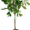 Groene Vijg Op Stam (Ficus Cyathistipula) D 31 H 140 Cm