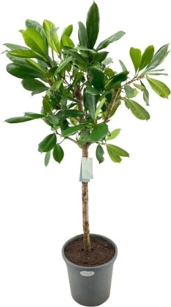 Groene Vijg Op Stam (Ficus Cyathistipula) D 31 H 140 Cm