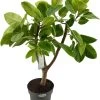 Rubberboom Op Stam (Ficus Altissima) D 27 H 100 Cm