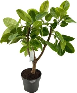 Rubberboom Op Stam (Ficus Altissima) D 27 H 100 Cm