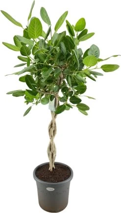 Banyanvijg Op Gevlochten Stam (Ficus Benghalensis 'Audrey') D 40 H 170 Cm