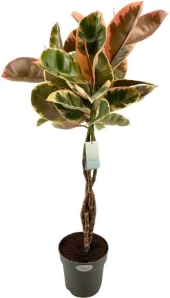 Rubberboom (Ficus Elastica 'Belize') D 24 H 100 Cm