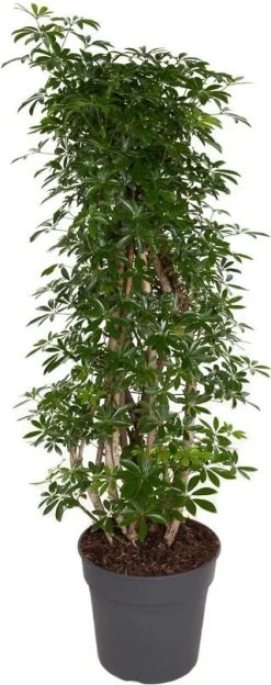 Vingersboom (Schefflera Arboricola 'Luseana') D 31 H 130 Cm