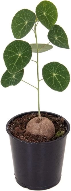 Stephania (Stephania 'Erecta') D 12 H 20 Cm