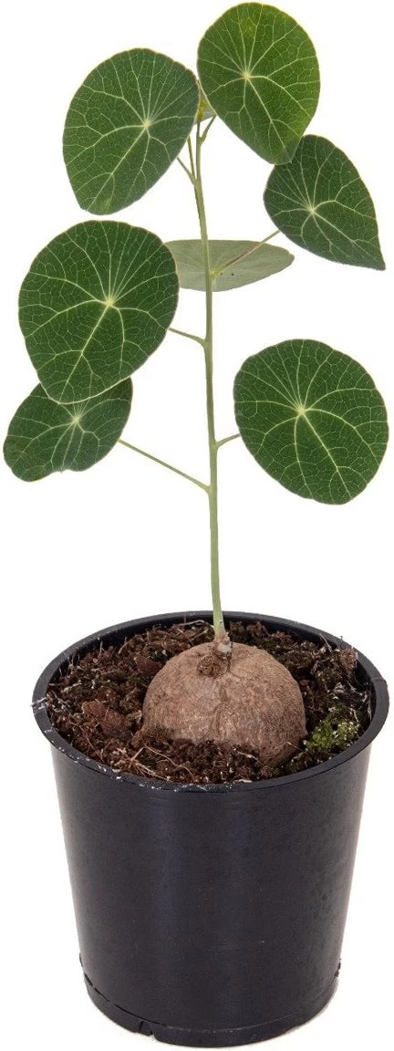 Stephania (Stephania 'Erecta') D 12 H 20 Cm 1 Stephania (Stephania 'Erecta') D 12 H 20 Cm