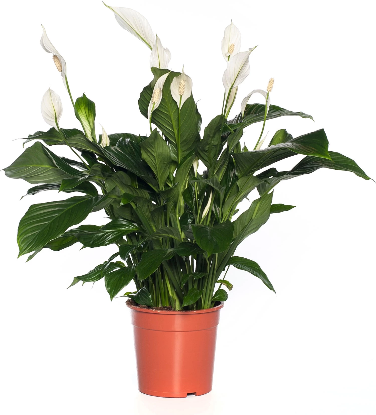Lepelplant (Spathiphyllum 'Sweet Lauretta') D 24 H 105 Cm 1 Lepelplant (Spathiphyllum 'Sweet Lauretta') D 24 H 105 Cm