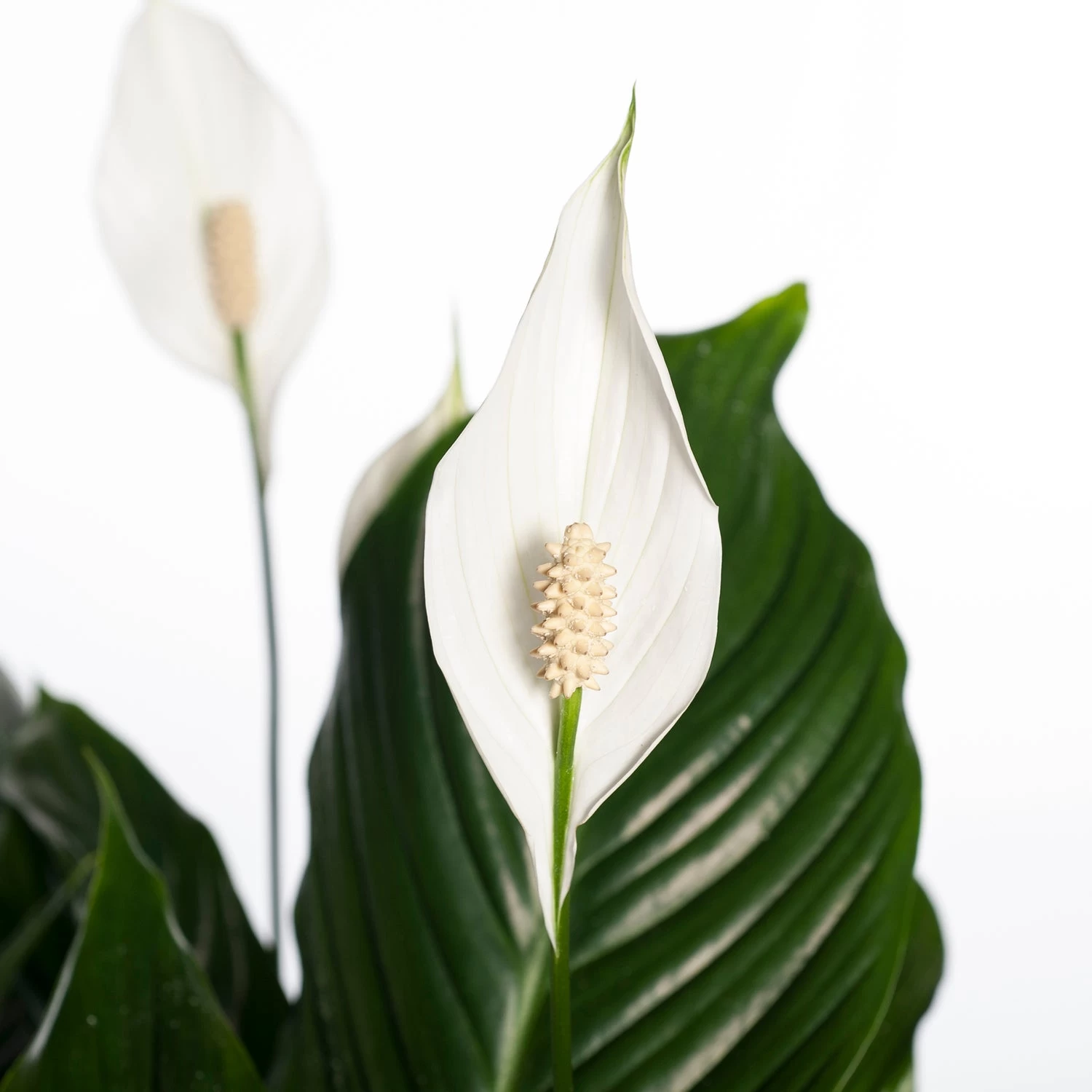 Lepelplant (Spathiphyllum 'Sweet Lauretta') D 24 H 105 Cm 2 Lepelplant (Spathiphyllum 'Sweet Lauretta') D 24 H 105 Cm - Afbeelding 2