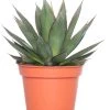 Agave (Agave 'Shaka Zulu') D 15 H 30 Cm