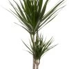 Drakenbloedboom (Dracaena Marginata 'Magenta') D 19 H 100 Cm