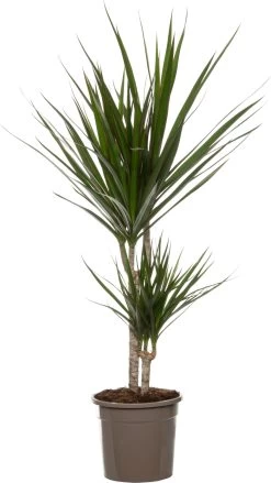 Drakenbloedboom (Dracaena Marginata 'Magenta') D 19 H 100 Cm