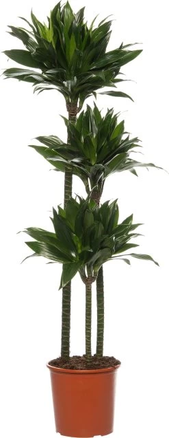 Drakenbloedboom (Dracaena Fragrans (C) 'Green Jewel') D 24 H 140 Cm