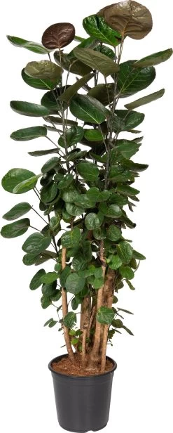 Aralia (Polyscias 'Fabian') D 27 H 100 Cm