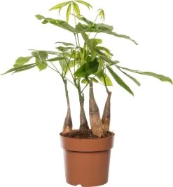 Geldboom (Pachira Aquatica) D 17 H 50 Cm