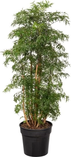 Aralia (Polyscias 'Ming') D 27 H 120 Cm