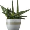 Vrouwentong (Sansevieria Cylindrica 'Shabiki') D 14 H 35 Cm
