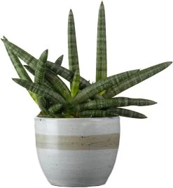 Vrouwentong (Sansevieria Cylindrica 'Shabiki') D 14 H 35 Cm