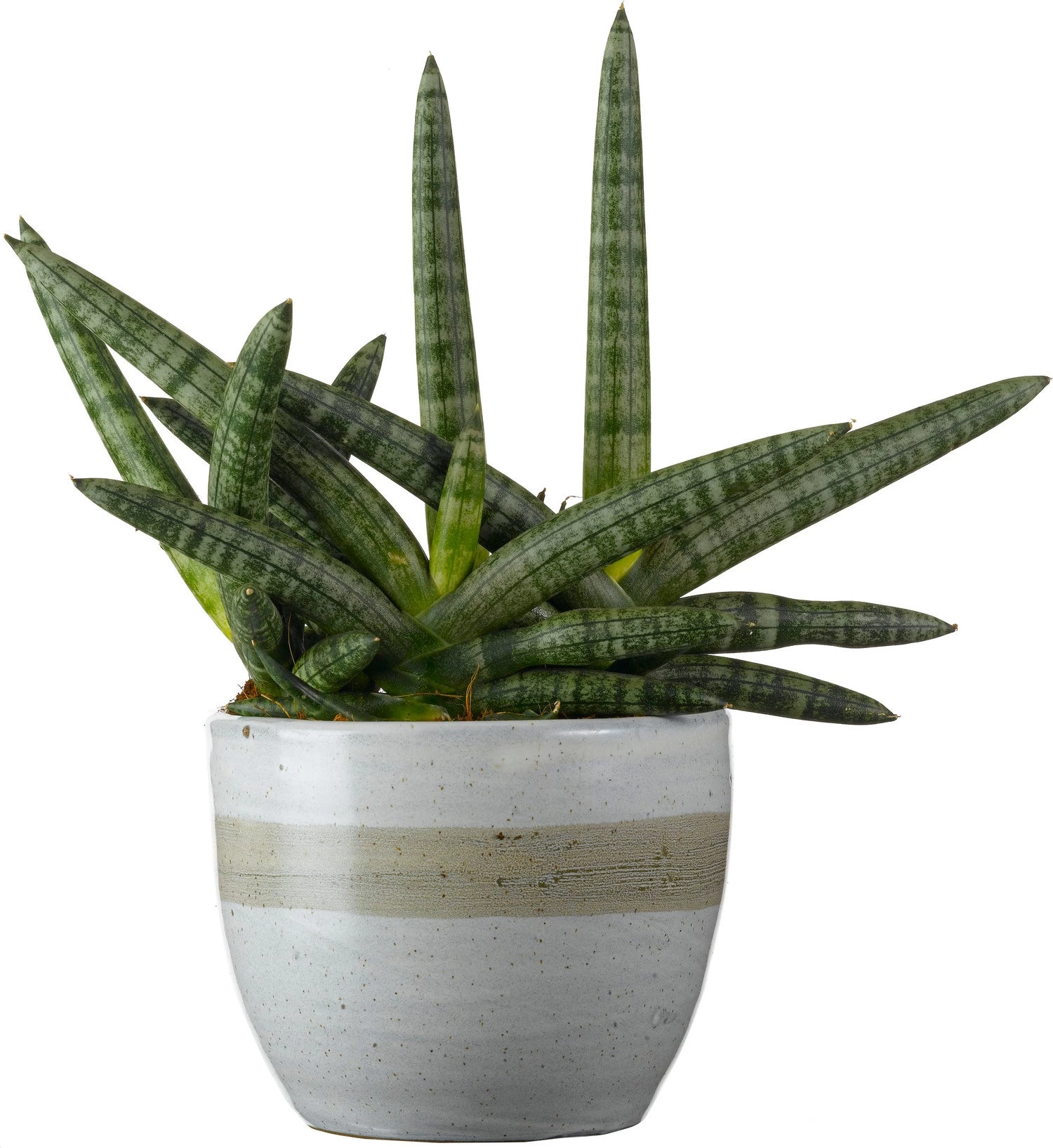 Vrouwentong (Sansevieria Cylindrica 'Shabiki') D 14 H 35 Cm 1 Vrouwentong (Sansevieria Cylindrica 'Shabiki') D 14 H 35 Cm
