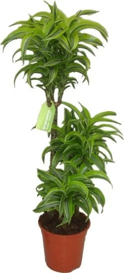Drakenbloedboom (Dracaena Fragrans 'Lemon Surprise') D 21 H 105 Cm