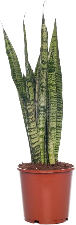 Vrouwentong (Sansevieria Zeylanica) D 17 H 65 Cm