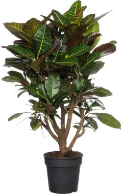 Croton (Codiaeum Variegatum 'Petra') D 27 H 100 Cm