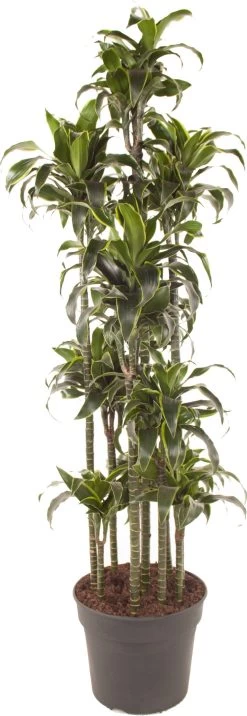 Drakenbloedboom (Dracaena Fragrans 'Dorado') D 40 H 190 Cm