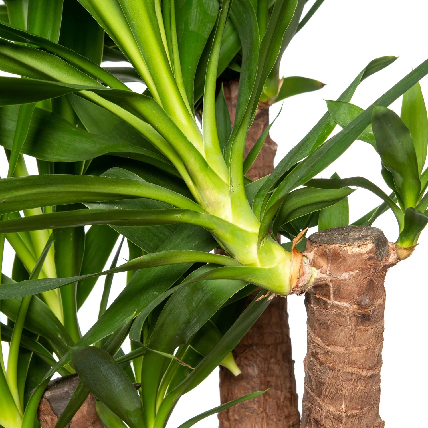Yucca (Yucca Elephantipes) D 24 H 80 Cm 2 Yucca (Yucca Elephantipes) D 24 H 80 Cm - Afbeelding 2