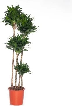 Drakenbloedboom (Dracaena Fragrans (C) 'Compacta') D 27 H 150 Cm