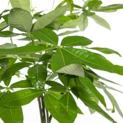 Geldboom (Pachira Aquatica) D 31 H 170 Cm 5 Geldboom (Pachira Aquatica) D 31 H 170 Cm -Kortingswinkel Voor Kamerplanten 8717263417668 2 1