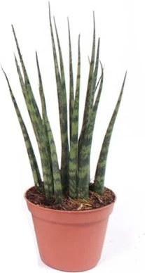 Vrouwentong (Sansevieria 'Fernwood Mikado') D 14 H 55 Cm