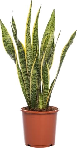 Vrouwentong (Sansevieria Trifasciata 'Laurentii') D 17 H 65 Cm