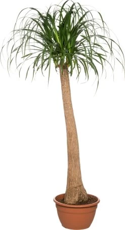 Olifantenpoot (Beaucarnea Recurvata) D 35 H 160 Cm