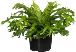 Nestvaren (Asplenium Nidus 'Chrissie') D 23 H 70 Cm