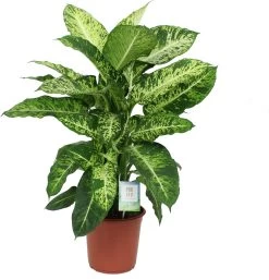 Dieffenbachia (Dieffenbachia 'Mars') D 24 H 80 Cm