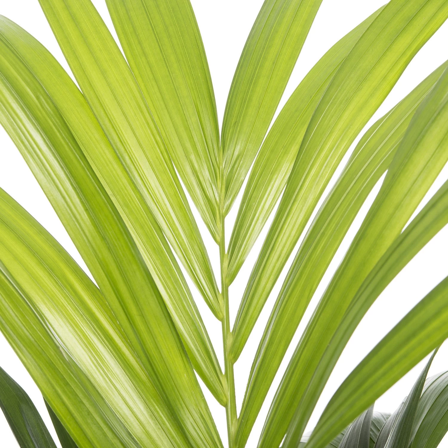 Kentiapalm (Howea Forsteriana) D 19 H 90 Cm 2 Kentiapalm (Howea Forsteriana) D 19 H 90 Cm - Afbeelding 2