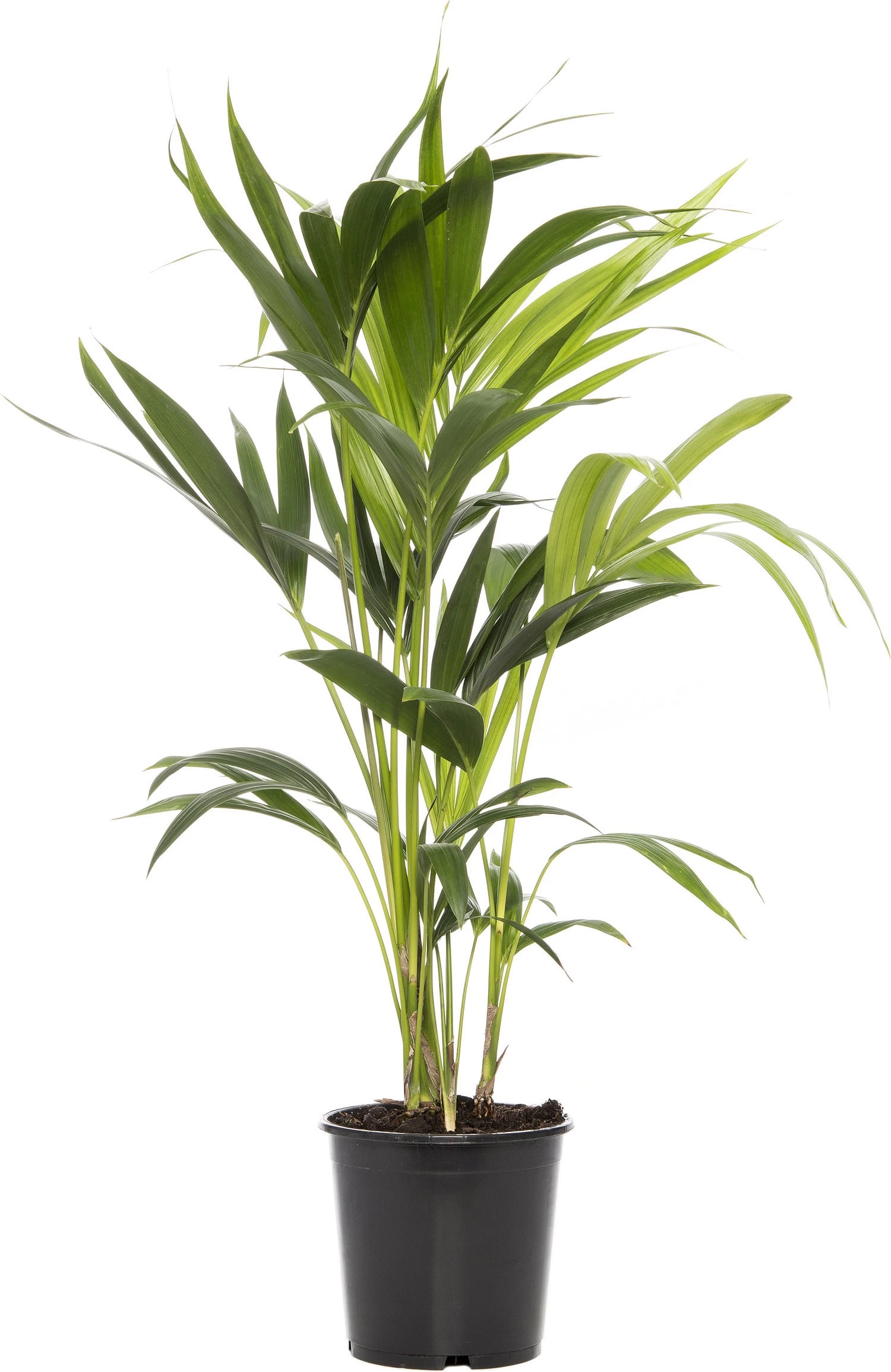 Kentiapalm (Howea Forsteriana) D 19 H 90 Cm 1 Kentiapalm (Howea Forsteriana) D 19 H 90 Cm